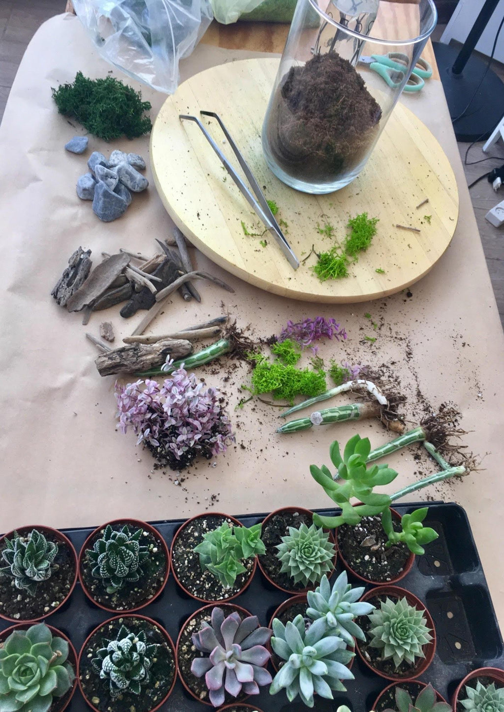 Terrarium DIY Kit