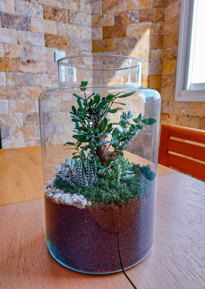 Terrarium Olive Bonsai